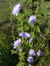 Vertical shot of beautiful Chicory flower Royalty Free Stock Photo