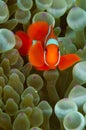 Vertical shot of a beautiful clownfish in a green sea anemone