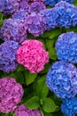 Vertical shot of beautiful colorful hydrangeas