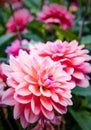 Vertical shot of beautiful dahlias in the walled formal gardens at Rousham House, Oxfordshire