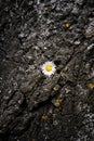 Vertical shot of a beautiful daisy between a crack on a rock