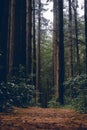 Vertical shot of the beautiful enchanted forest