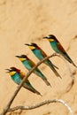 Vertical shot of beautiful European bee-eaters sitting on a tree branch Royalty Free Stock Photo