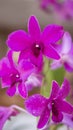 Spathoglottis plicata or large purple orchid, exotic plant, found in tropical or subtropical climates Royalty Free Stock Photo