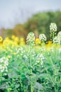 Vertical shot of beautiful field penny-cress with a blurry background