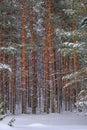 Vertical shot of a beautiful forest during winter in Serbia Royalty Free Stock Photo