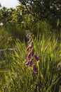 Vertical shot of beautiful Foxglove flower Royalty Free Stock Photo
