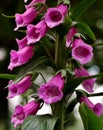 Vertical shot of a beautiful foxglove flower in a natural environment Royalty Free Stock Photo