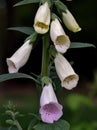 Vertical shot of a beautiful foxglove flower in a natural environment Royalty Free Stock Photo