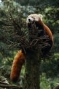 Vertical shot of a beautiful furry red panda standing on top of a tree