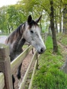 Vertical shot of a beautiful gray horse standing behind a wooden fence at a farm Royalty Free Stock Photo