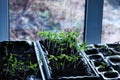 Vertical shot of beautiful green young tomato sprout close-up