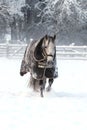 Vertical shot of a beautiful horse with a saddle running on a snowy field