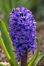 Vertical shot of a beautiful Hyacinth flower, with its bright purple petals Royalty Free Stock Photo