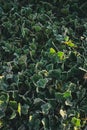 Vertical shot of beautiful ivies Royalty Free Stock Photo