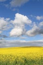 Vertical shot of the beautiful landscape with a field of yellow rapeseed flowers under a blue sky Royalty Free Stock Photo