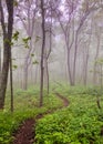Vertical shot of a beautiful lush misty forest on the Appalachian Trail in Virginia Royalty Free Stock Photo