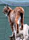 Vertical shot of the beautiful Lynx standing on a piece of wood