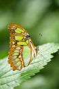 Vertical shot of a beautiful Malachite Butterfly (Siproeta Stelenes) resting on a green leaf
