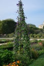 Vertical shot of beautiful Morning glory flowers in the Garden of Plants in Paris Royalty Free Stock Photo