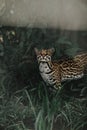 Vertical shot of a beautiful Ocelot wild cat surrounded by summer trop Royalty Free Stock Photo