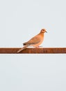 Vertical shot of a beautiful orange pigeon standing on a rusty metal bar with a clear sky behind