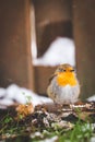 Vertical shot of a beautiful orange robin bird perched on a bed of snow-covered grass Royalty Free Stock Photo