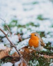 Vertical shot of a beautiful orange robin bird perched on a bed of snow-covered grass Royalty Free Stock Photo