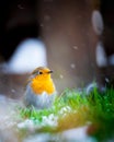 Vertical shot of a beautiful orange robin bird perched on a bed of snow-covered grass Royalty Free Stock Photo