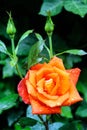 Vertical shot of a beautiful orange rose flower with water drops on the petals and the green bush Royalty Free Stock Photo