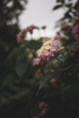 Vertical shot of beautiful pink Buddleja flowering plant in the middle of the forest Royalty Free Stock Photo