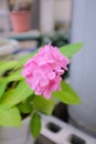 Vertical shot of a beautiful pink hydrangea flower in front of a blurry background Royalty Free Stock Photo