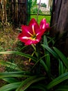 Vertical shot of a beautiful pink lilium growing on a backyard