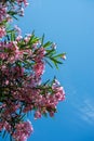 Vertical shot of beautiful pink oleander flowers under the clear blue sky Royalty Free Stock Photo