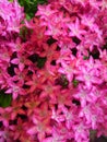 Vertical shot of beautiful pink pentas flowers