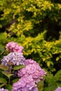 Vertical shot of beautiful pink and purple hydrangea flowers blooming at a garden Royalty Free Stock Photo