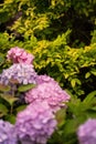 Vertical shot of beautiful pink and purple hydrangea flowers blooming at a garden Royalty Free Stock Photo