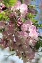 Vertical shot of beautiful pink robinia hispida flowers in a garden