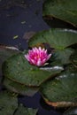 Vertical shot of a beautiful pink water lily on dark green lily pads in a lake in the wilderness Royalty Free Stock Photo