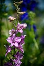 Vertical shot of beautiful pinkish-purple larkspur flowers in a lovely green garden on a sunny day Royalty Free Stock Photo