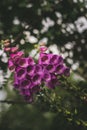 Vertical shot of beautiful purple digitalis flowers
