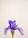 Vertical shot of a beautiful purple German iris (Iris germanica) with a pink wall in the background