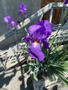 Vertical shot of beautiful purple Iris flowers captured in the yard of a house Royalty Free Stock Photo