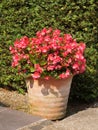 Vertical shot of beautiful red begonia flowers in a pot outdoors during daylight Royalty Free Stock Photo