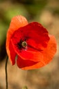 Vertical shot of a beautiful red common poppy with a blurry background Royalty Free Stock Photo