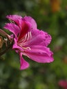 Vertical shot of a beautiful red-flowered camel's foot Hong Kong orchid tree flowers Royalty Free Stock Photo