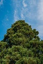 Vertical shot of a beautiful Sequoia tree against the blue sky Royalty Free Stock Photo