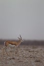 Vertical shot of a beautiful springbok in the middle of the desert