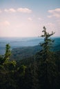 Vertical shot of the beautiful summer landscape. Koli National Park. Finland. Royalty Free Stock Photo