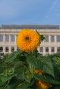 Vertical shot of a beautiful sunflower in the Garden of Plants in Paris Royalty Free Stock Photo